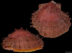 Spondylus anacanthus flabellum (Philippines, 80,6mm) F++ €20.00