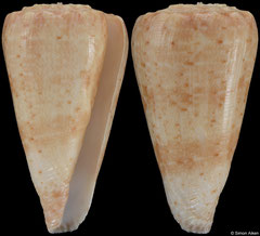 Conus imperialis queketti (South Africa, 34,1mm)