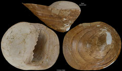 Velates perversus (France 60,1mm) Ypresian fossil