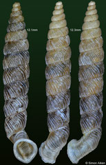 Gyraxis samana (Dominican Republic, 12,1, 12,3mm)