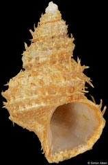 Trichotropis cancellata (British Columbia, Canada, 18,8mm)