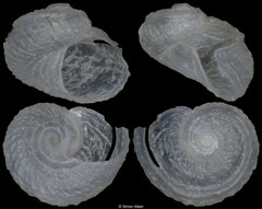 Scissurella rota (Mozambique, 1,5mm)