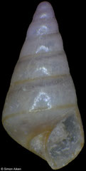 Niso aeglees (Pacific Mexico, 1,7mm)