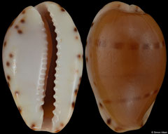 Cypraea androyensis form 'consanguinea' (Madagascar, 17,5mm) F+/F++ €13.00 (specimens for sale are 15-17mm and are of the same quality as the specimen illustrated)
