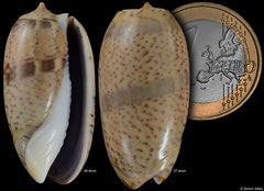 Oliva caroliniana (Madagascar, 36,6mm, 37,4mm) F+++ €5.00 (specimens for sale are 35-37mm and are of the same quality as the specimens illustrated)