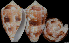 Conus selenae (Brazil, 16,4mm)