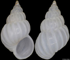 Epitonium sp. (Western Australia, 4,2mm)