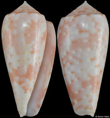 Conus timorensis (Mauritius, 34,2mm)