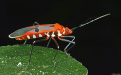 Cotton stainer (Dysdercus sp.), Samal Island, Philippines