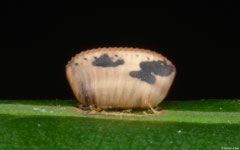 Cockroach ootheca, Hà Tiên, Vietnam