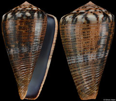Conus biliosus (India, 43,4mm)