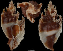 Prototyphis angasi (South Australia, 19,6mm)