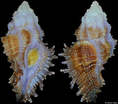 Pterynotus barclayanus (Philippines, 19,6mm)