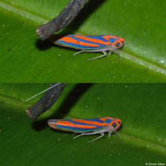 Leafhopper (Graphocephala coccinea), Andasibe, Madagascar