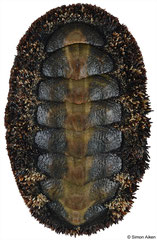 Acanthopleura gemmata (Madagascar, 52,5mm)