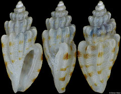 Cythara cf. lamellata (Philippines, 4,1mm)