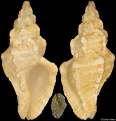 Dermomurex elizabethae (Florida, USA, 13,2mm)