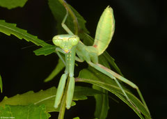 Praying mantis (Hierodula sp.), Olango Island, Philippines