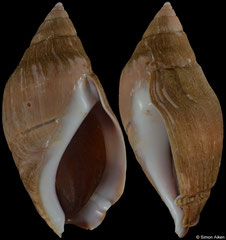 Pseudoliva ancilla (South Africa, 59,8mm)