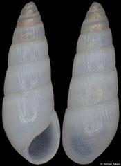 Tropeas sp. 2 (South Africa, 6,1mm) F++ €2.00 (specimens for sale are 5-6mm and are of the same quality as the specimen illustrated)