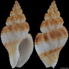 Pollia sowerbyana vicdani (Philippines, 23,5mm)