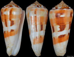 Conus aliwalensis (South Africa, 69,9mm)