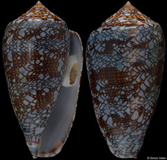 Conus archiepiscopus form 'euetrios' (Madagascar, 70,7mm)