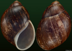 Megalobulimus oosomus (Brazil, 86,3mm) F+/F++ €34.00