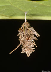 Bagworm moth (Psychidae sp.) larva, Bokor Mountain, Cambodia