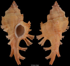 Chicoreus crosnieri (Madagascar, 32,0mm) F+++ €21.00 (specimens for sale are 30-32mm and are of the same quality as the specimen illustrated)