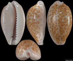 Cypraea albuginosa (Pacific Panama, 19,5mm) F+++ €7.00 (specimens for sale are 17mm+ and are of the same quality as the specimen illustrated)