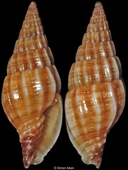 Vexillum leucophryna (Philippines, 15,0mm)