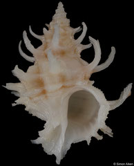 Babelomurex spinosus (Taiwan, 31,2mm) F+++ €9.00