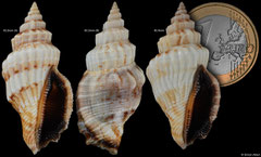 Canarium radians (Madagascar, 42,2mm, 42,2mm, 40,4mm)