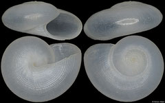 Teinostoma lenticulare (Philippines, 7,2mm)