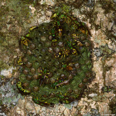 Wasp (Ropalidia sp.) nest, Mantadia, Madagascar