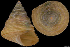 Fautor vaubani (New Caledonia, 13,3mm)
