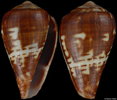 Conus lobitensis (Angola, 19,4mm) F++ €23.00 (specimens for sale are c.19mm and are of the same quality as the specimen illustrated)