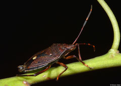 Shield bug (Pentatomidae sp.), Perth, Western Australia
