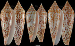 Conus ranonganus (Myanmar, Thailand)
