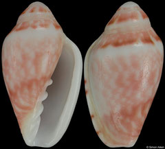 Marginella werneri (South Africa, 27,0mm)