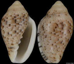 Marginella piperata (South Africa, 19,1mm) F++ €7.00 (specimens for sale are 19-21mm and are of the same quality as the specimen illustrated)
