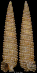 Inella blainvilli (Philippines, 6,7mm)