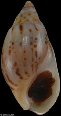 Melanopsis acutula (Morocco, 21,1mm)