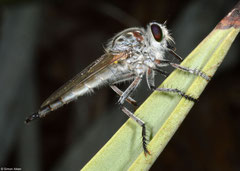 Robber fly (Asilidae sp.), Anakao, Madagascar