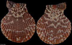 Mimachlamys punctata (Philippines, 38,0mm)