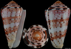 Conus aurisiacus (Philippines, 48,4mm)