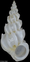 Epitonium simplex (Philippines, 8,7mm)