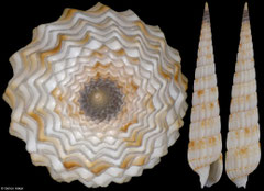 Myurella bilineata (Philippines, 33,1mm)