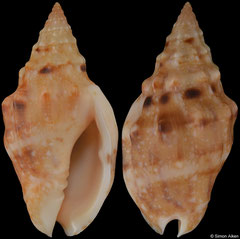 Enaeta cumingii form 'pedersenii' (Pacific Mexico, 22,3mm)